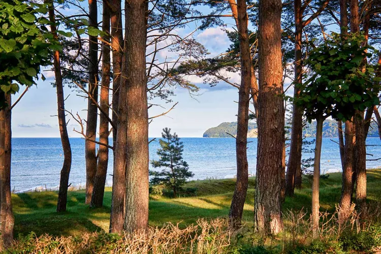 Blick auf die Küste Rügens durch den Wald – Arkona Strandhotel setzt auf QR-Codes statt Broschüren zur Umweltkommunikation