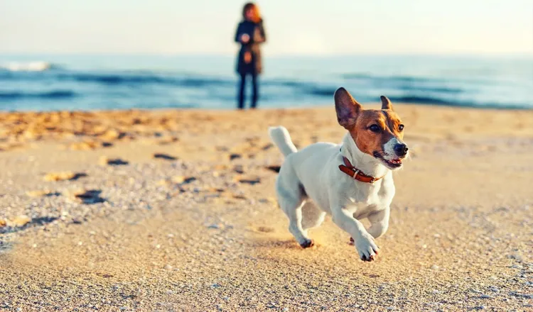 Ein kleiner Hund läuft am sandigen Ostseestrand ohne Leine vor seiner Besitzerin.