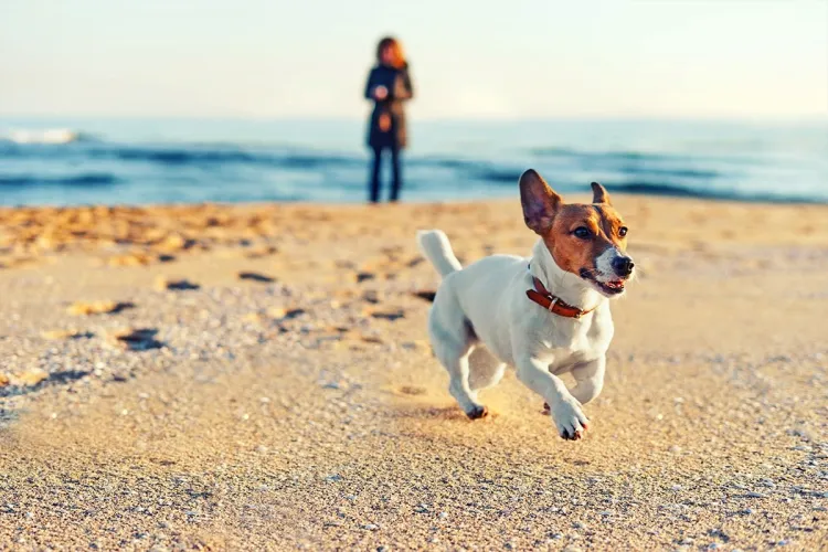 Ein kleiner Hund läuft am sandigen Ostseestrand ohne Leine vor seiner Besitzerin.