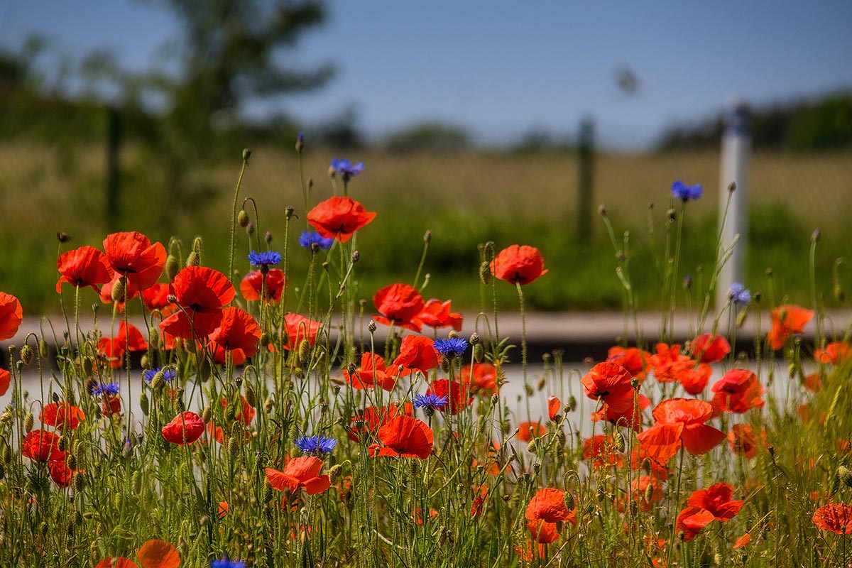 Flowering meadow next to the Arkona Strandhotel in Binz on Rügen – a contribution to biodiversity by the sea