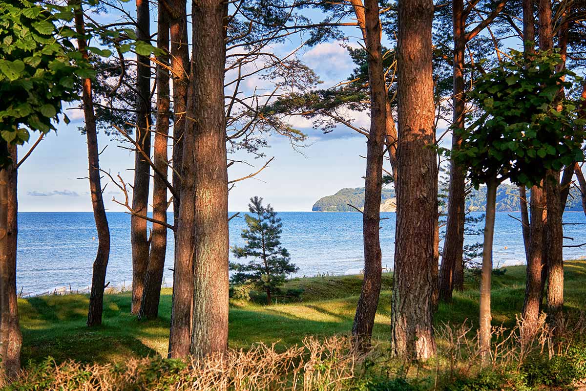 View of the Rügen coast through the forest – Arkona Strandhotel uses QR codes instead of brochures for environmental communication